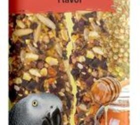 How to Teach My Bird to Talk: Expert Tips for Quick Success