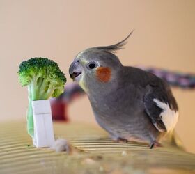 What Should I Feed My Pet Cockatiel?