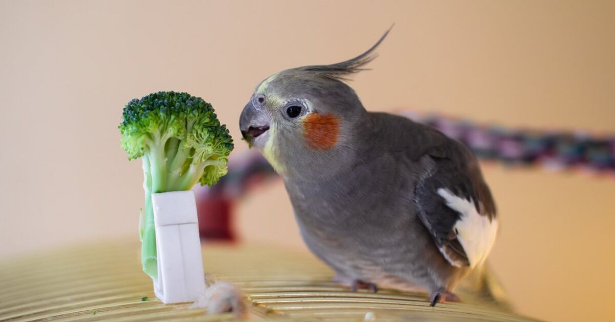 What Should I Feed My Pet Cockatiel?