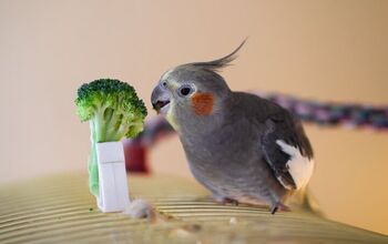 Can a Cockatiel Survive in Cold Weather: Essential Care Tips