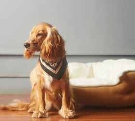 how to clean your house safely when you have a furry friend, Dog image via Canva