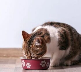 How to Choose the Right Food for Your Cat