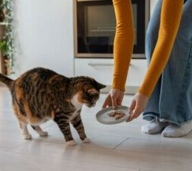 how to choose the right food for your cat, Feeding cat image via Canva
