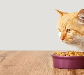 how to choose the right food for your cat, Cat eating image via Canva