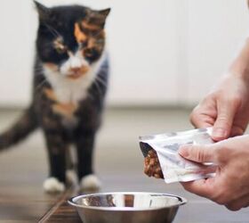 how to choose the right food for your cat, Feeding cat image via Canva