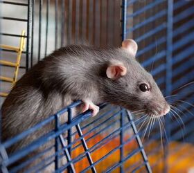 How Often Should You Clean a Rat Cage?