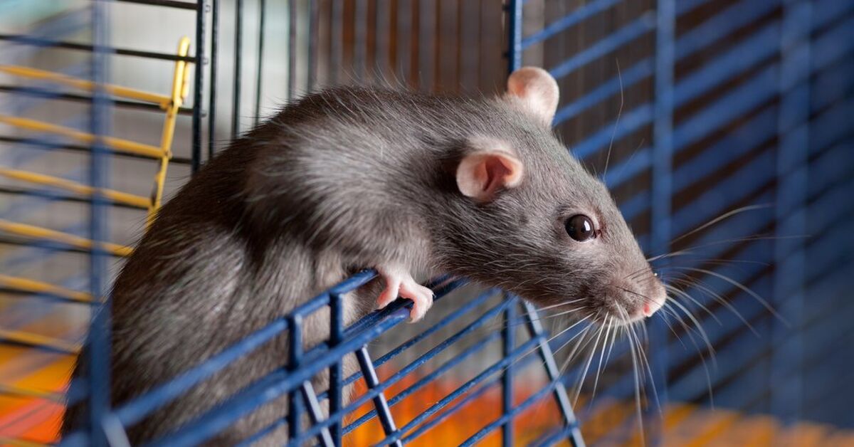 How Often Should You Clean a Rat Cage?