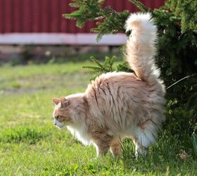 How Do Cats Mark Their Territory?