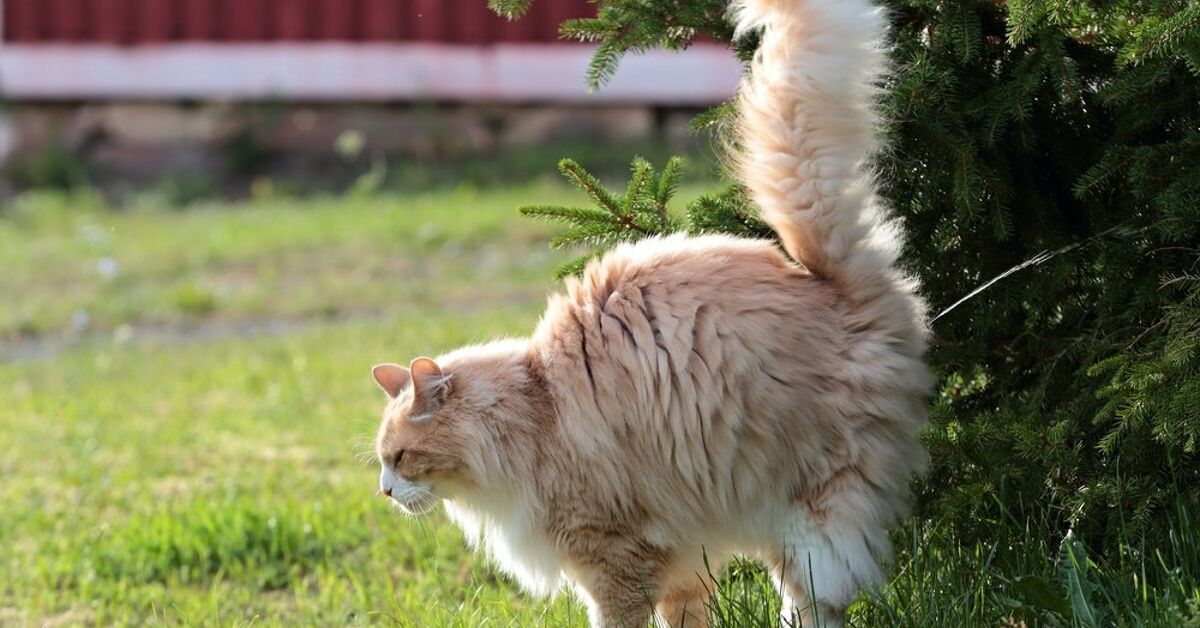 How Do Cats Mark Their Territory?