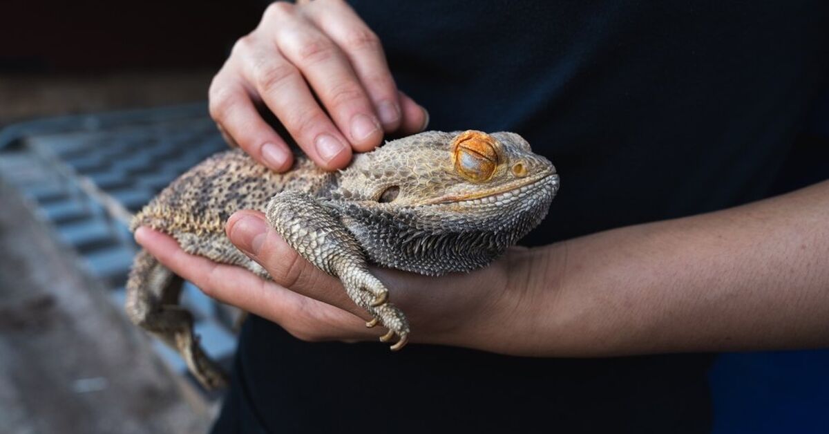 Why Won't My Bearded Dragon Eat?