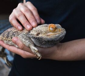Why Won't My Bearded Dragon Eat?