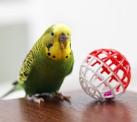 How Do I Keep My Bird Entertained?