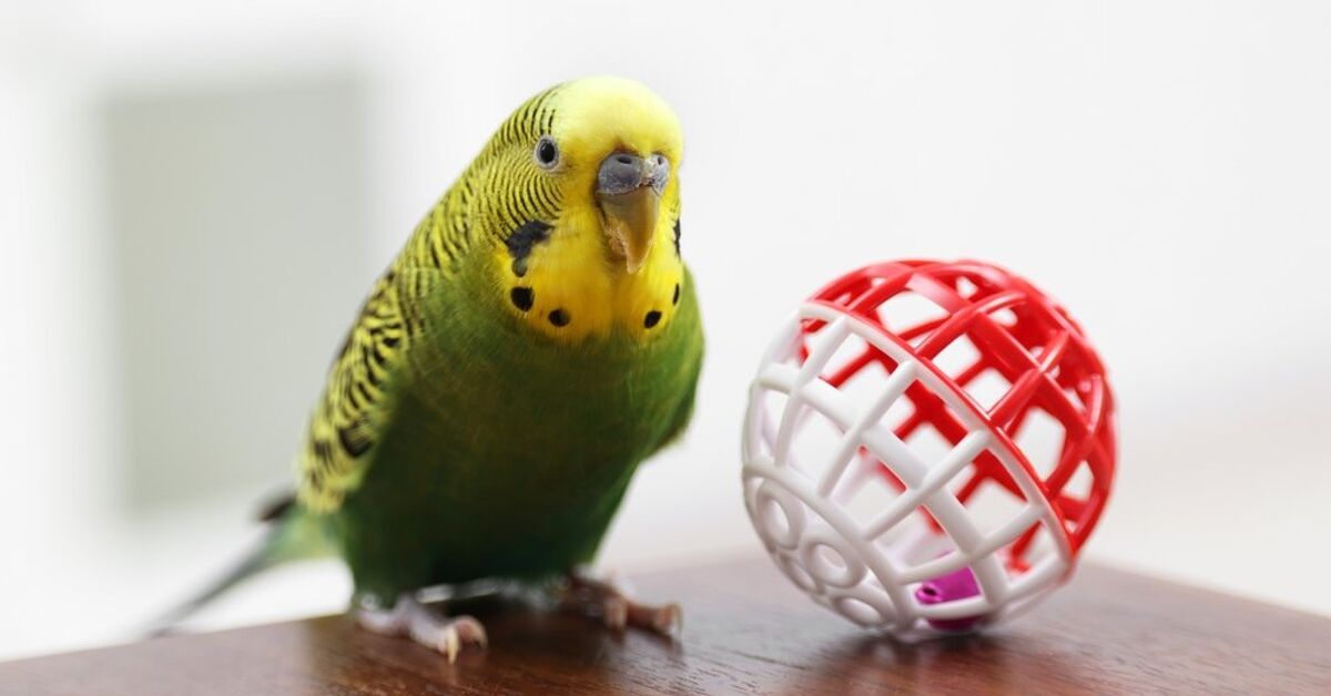 How Do I Keep My Bird Entertained?
