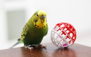 What Do You Need for a Pet Bird: Essential Gear for Happy Pets