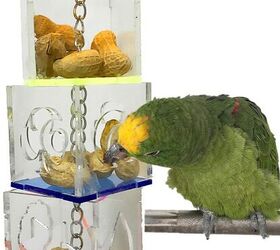 how do i keep my bird entertained