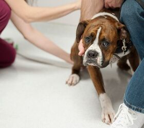 Dog with Grapefruit-Sized Tumour Gets Help From UK Rescue