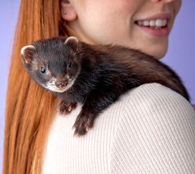 Things to Consider Before Getting a Ferret