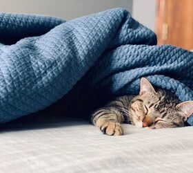 How Much Do Cats Sleep?