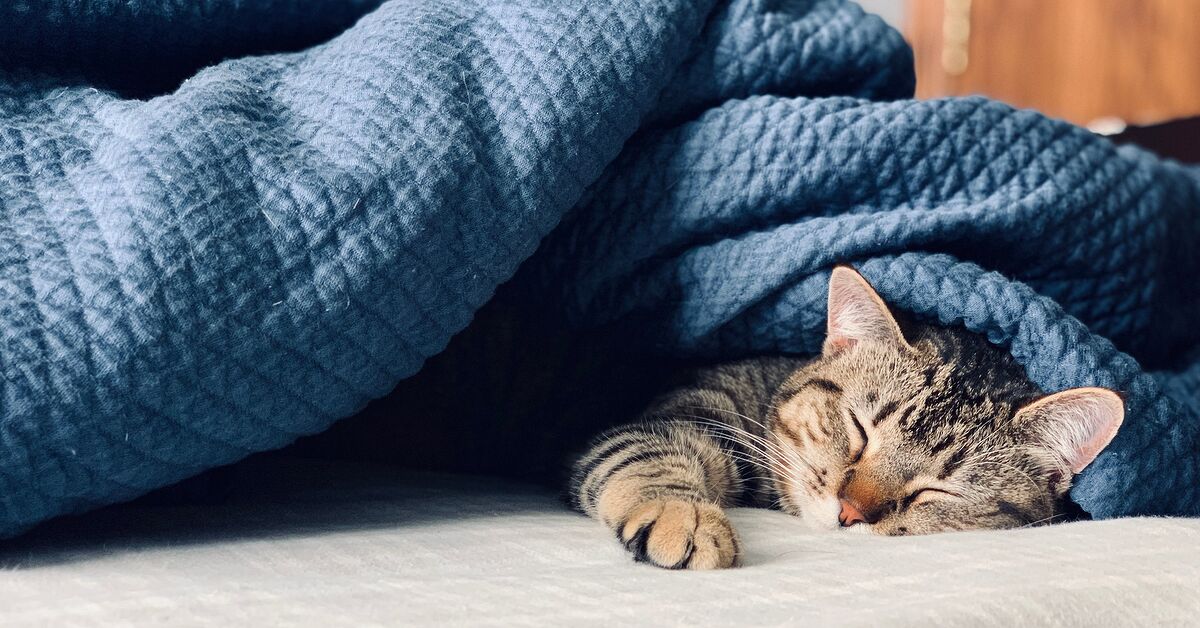 Where Should Kittens Sleep where-should-kittens-sleep