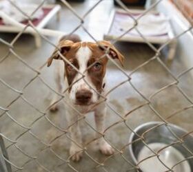 Animal Shelters Are Becoming Full As More People Are Giving Up Pets