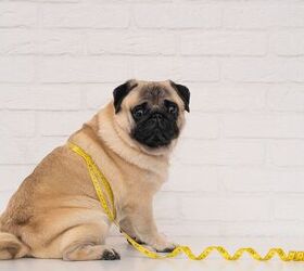 Stunning Canine Obesity And Globe Grape Consumption image