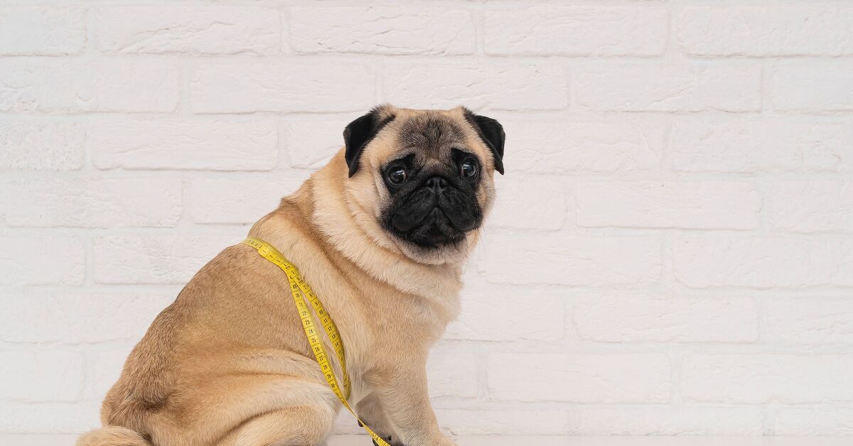 Stunning Canine Obesity And Globe Grape Consumption image