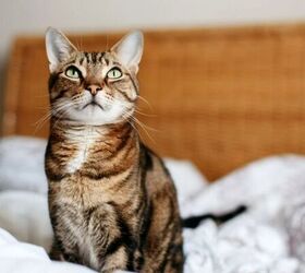 How to Stop Your Cat from Waking You Up in the Morning