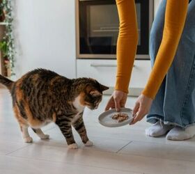 how to stop your cat from waking you up in the morning, Feeding cat image via Canva