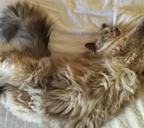 how to stop your cat from waking you up in the morning