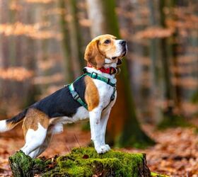 Determined Beagle Gets a Lift on Her Latest Hiking Adventure