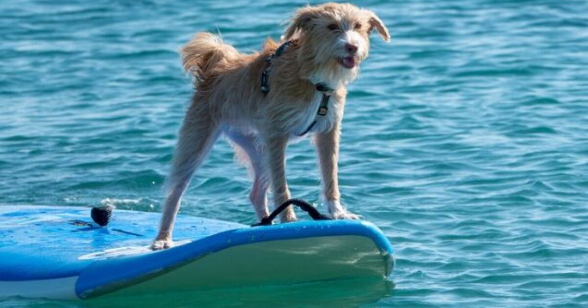Guide Dog Ride Surfing Pups Ride Waves at World Dog Surfing Championships 2025 | PetGuide