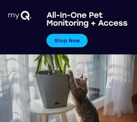 this smart home device solves every pet parents 1 problem, Built for busy pet parents who want to stay connected with ease