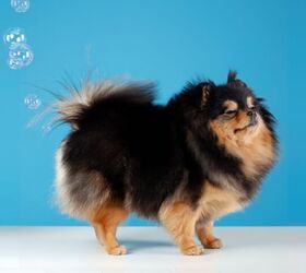 Gassy Dogs Go Viral on Social Media... But No So Funny to Live With