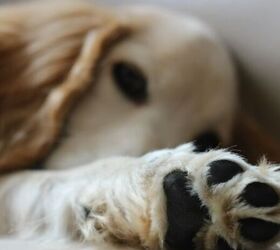 5 Tips for Taking Better Care of Your Dog’s Paws