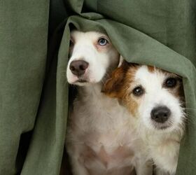 7 Essential Tips for Keeping Your Pets Safe This Hurricane Season