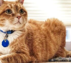 7 essential tips for keeping your pets safe this hurricane season, Cat with ID tag image via Canva