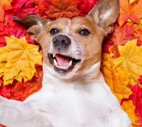3 fun toys to treat your pup this fall, Dog in fall leaves image via Canva