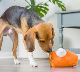 3 Fun Toys to Treat Your Pup to This Fall