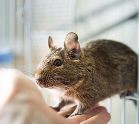 Is a Degu a Good Pet for Children?