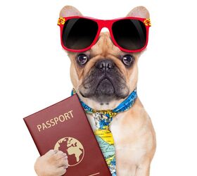 Pet Passports Are a Real Thing!