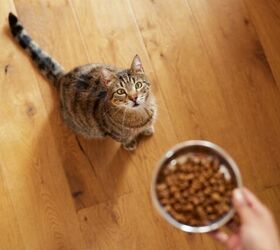 food allergies vs sensitivities in cats whats the difference, Photo credit Rido Shutterstock com