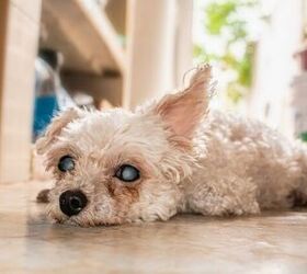 is your dogs vision getting cloudy it could be cataracts, Photo credit VicOliver Shutterstock com