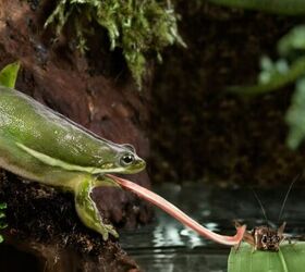do frogs make good pets, Frog image via Canva