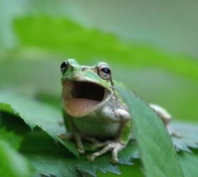 do frogs make good pets, Frog image via Canva