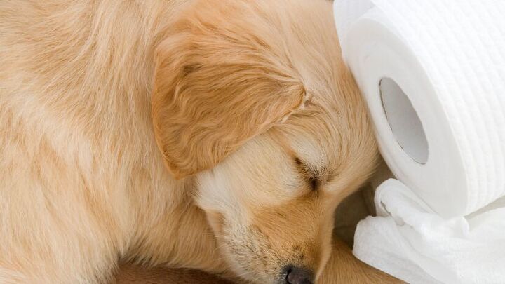 Strange Dog Behavior: Uncover Surprising Reasons & Solutions