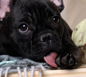 3 strange things your dog might do when theyre sick, Dog licking its paw image via Canva