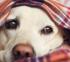 3 strange things your dog might do when theyre sick, Dog under a blanket image via Canva