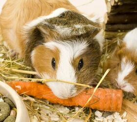 Hamsters vs Guinea Pigs: Which Pet Is Right for You?