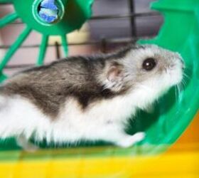 hamsters vs guinea pigs which pet is right for you, Hamster on wheel image via Canva