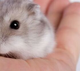 hamsters vs guinea pigs which pet is right for you, Hamster image via Canva